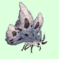 White Moth w/ Grey Wings