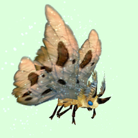 Yellow Moth w/ Beige Wings