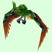 Green & Orange Parrot
