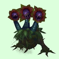 Red, Purple, Green & Dark Blue Mandragora