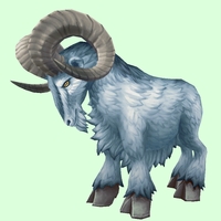 Blue-Grey Ram
