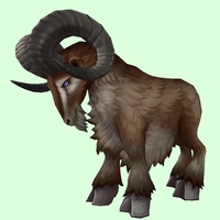 Dark Brown Ram