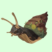 Brown Rock Snail