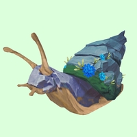 Blue_Grey Rock Snail