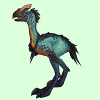 Turquoise Tallstrider