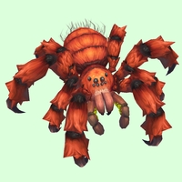 Rusty-Orange Tarantula