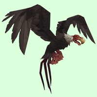 Black Vulture