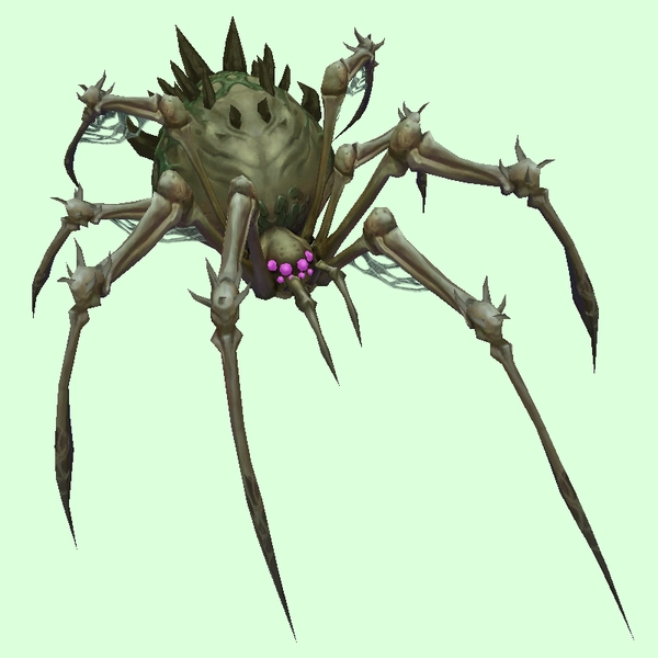 Green-Grey Bone Spider