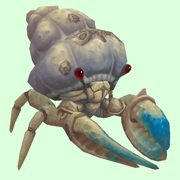 Blue & White Hermit Crab w/ Barnacled Shell
