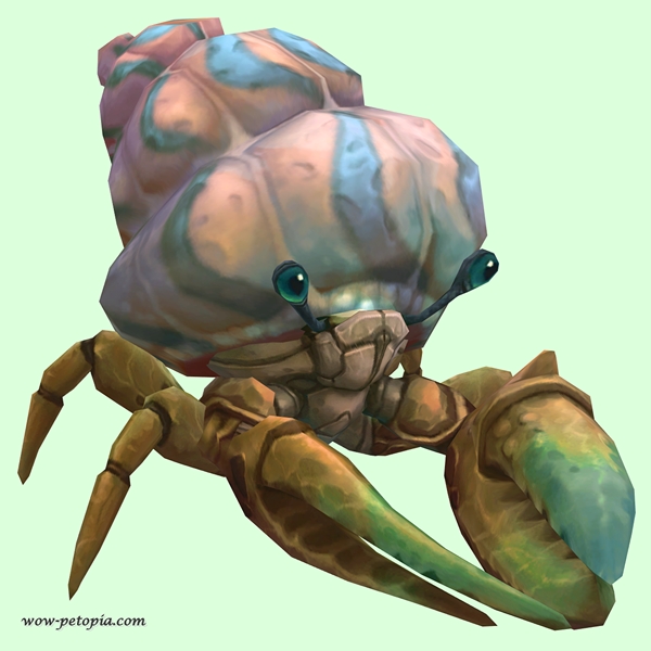 Bronze Hermit Crab w/ Pale Orange & Blue Shell