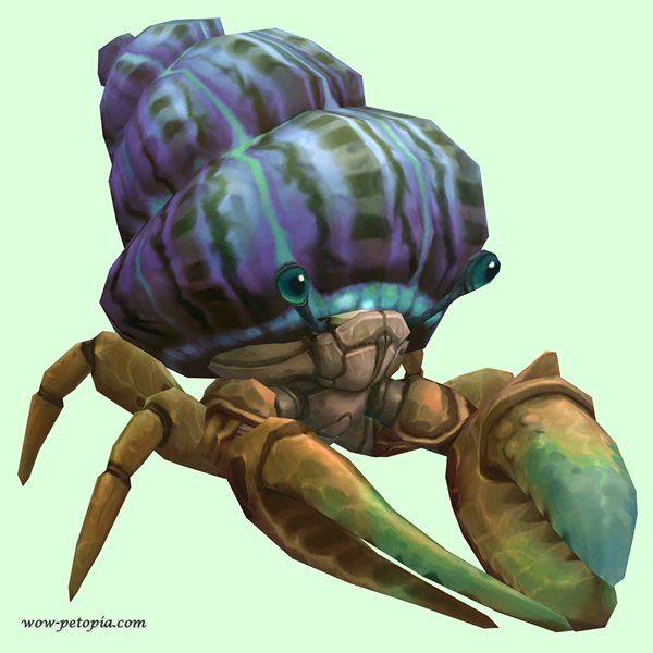 Bronze Hermit Crab w/ Purple & Green Shell