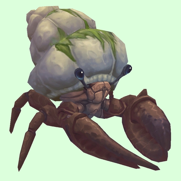 Brown Hermit Crab w/ Algal Shell