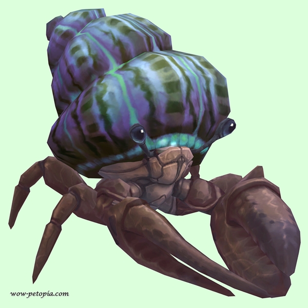 Brown Hermit Crab w/ Purple & Green Shell