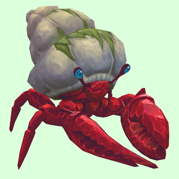 Ruby & Sapphire Hermit Crab w/ Algal Shell