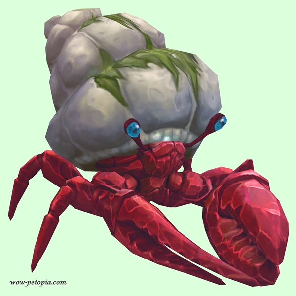 Ruby & Sapphire Hermit Crab w/ Algal Shell