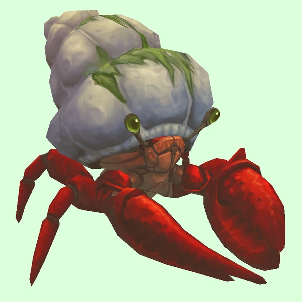 Red Hermit Crab w/ Algal Shell