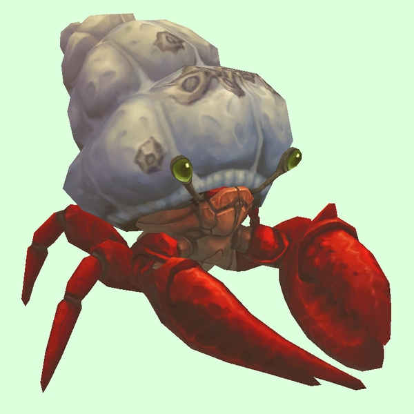 Red Hermit Crab w/ Barnacled Shell