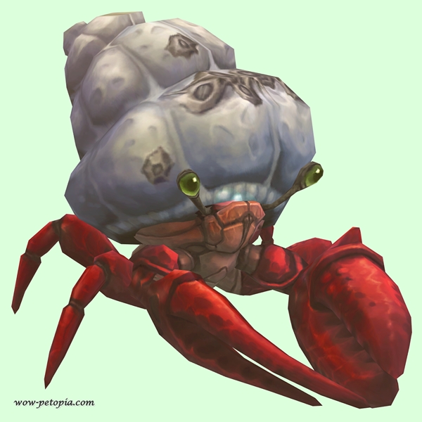 Red Hermit Crab w/ Barnacled Shell