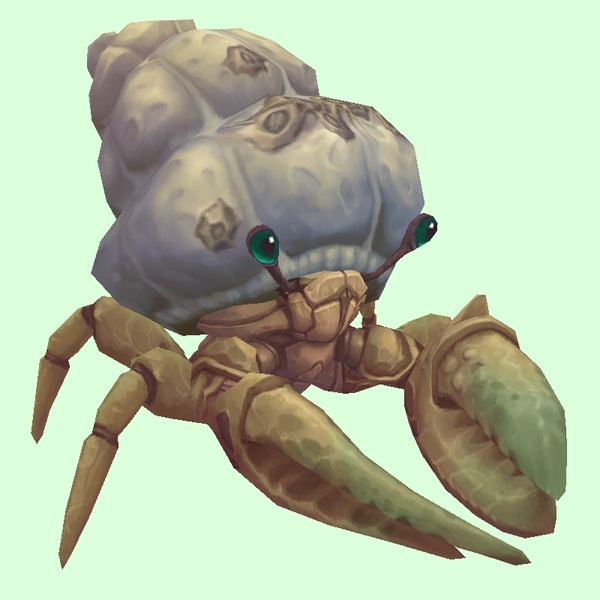 Ivory Hermit Crab w/ Barnacled Shell