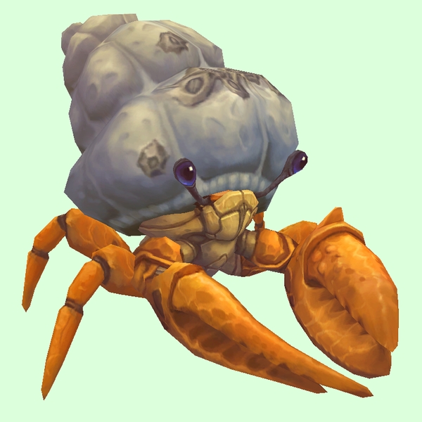 Orange Hermit Crab w/ Barnacled Shell