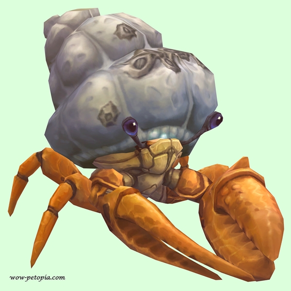 Orange Hermit Crab w/ Barnacled Shell