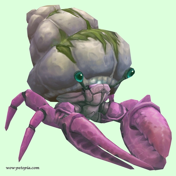 Pink Hermit Crab w/ Algal Shell