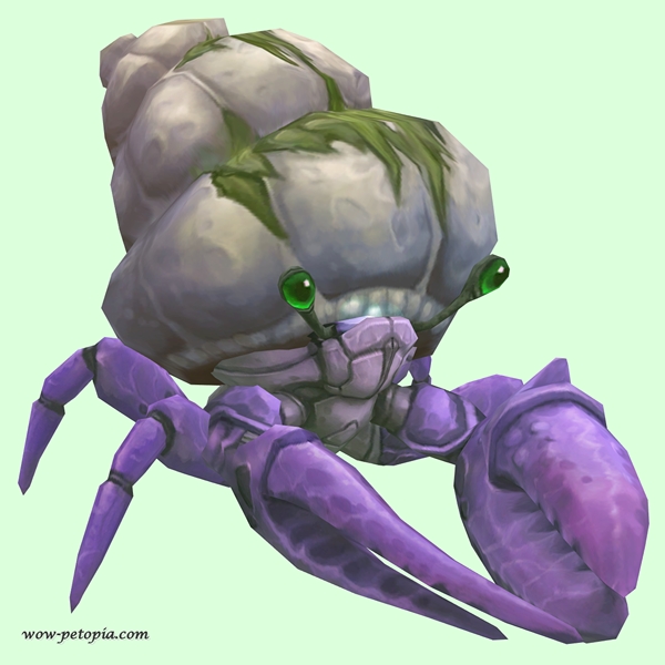 Purple Hermit Crab w/ Algal Shell