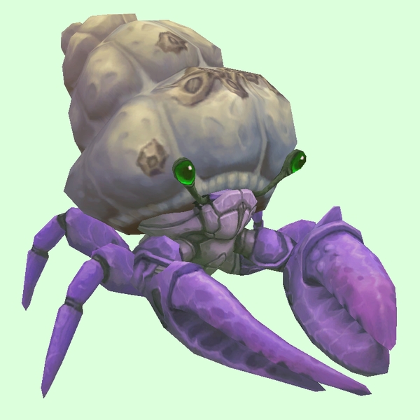 Purple Hermit Crab w/ Barnacled Shell