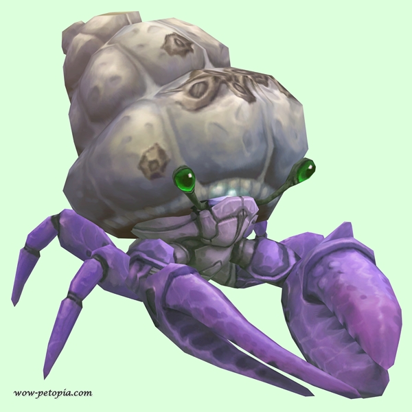 Purple Hermit Crab w/ Barnacled Shell