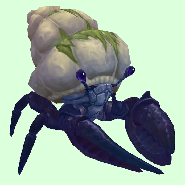 Indigo Hermit Crab w/ Algal Shell