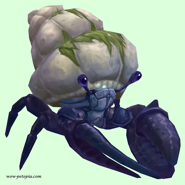 Indigo Hermit Crab w/ Algal Shell