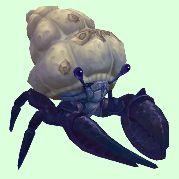 Indigo Hermit Crab w/ Barnacled Shell