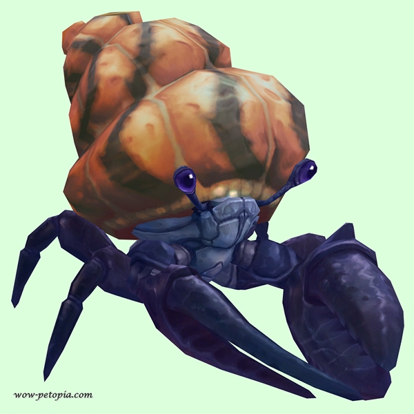 Indigo Hermit Crab w/ Orange & Black Shell