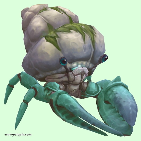 Teal Hermit Crab w/ Algal Shell