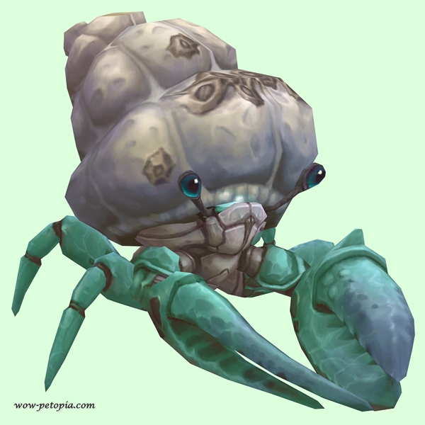 Teal Hermit Crab w/ Barnacled Shell