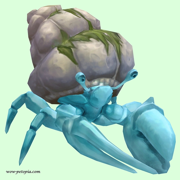 Light Blue Hermit Crab w/ Algal Shell