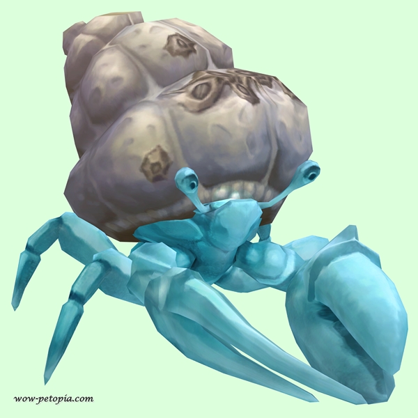 Light Blue Hermit Crab w/ Barnacled Shell