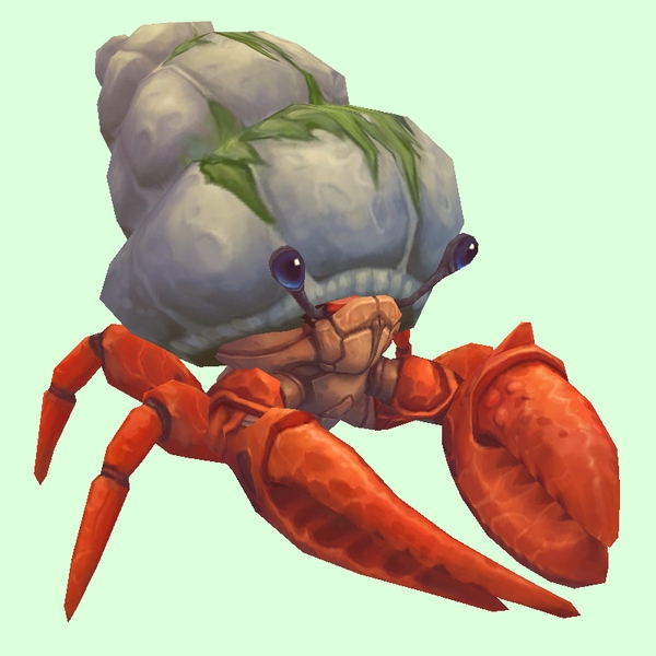 Vermilion Hermit Crab w/ Algal Shell
