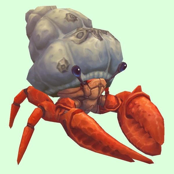 Vermilion Hermit Crab w/ Barnacled Shell