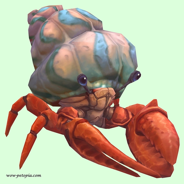 Vermilion Hermit Crab w/ Pale Orange & Blue Shell