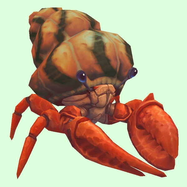 Vermilion Hermit Crab w/ Orange & Black Shell