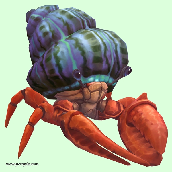 Vermilion Hermit Crab w/ Purple & Green Shell