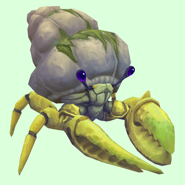 Yellow Hermit Crab w/ Algal Shell