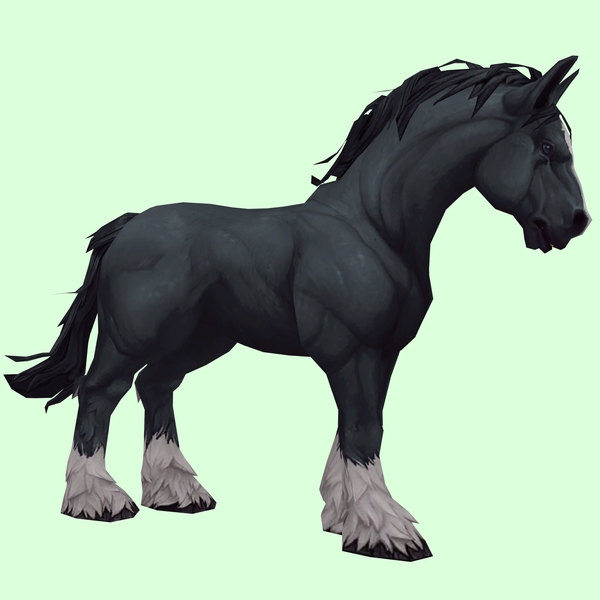 Black Horse w/ White Socks