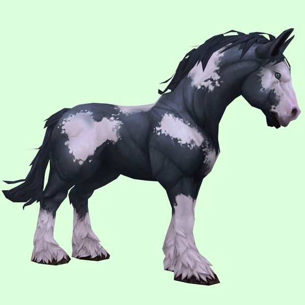 Piebald Horse