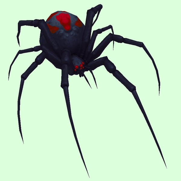 Wow black widow spider Wow Black