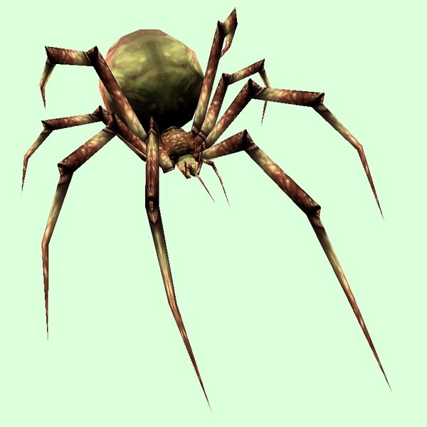 Olive Spider