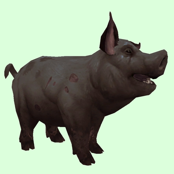 Black Pig