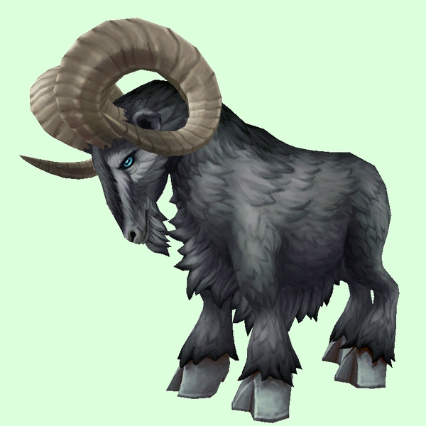 Black Ram