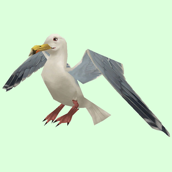 Seagull